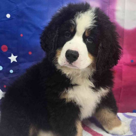 Bernese Mountain Dog