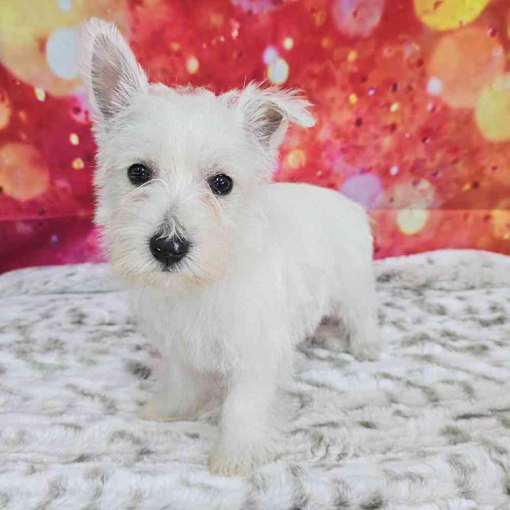 Female West Highland White Terrier Puppy for Sale in Virginia Beach, VA