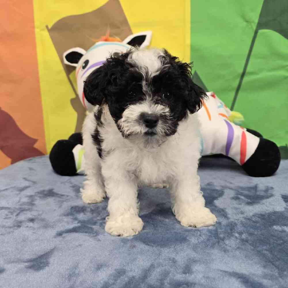 Male Maltipoo Puppy for Sale in Virginia Beach, VA