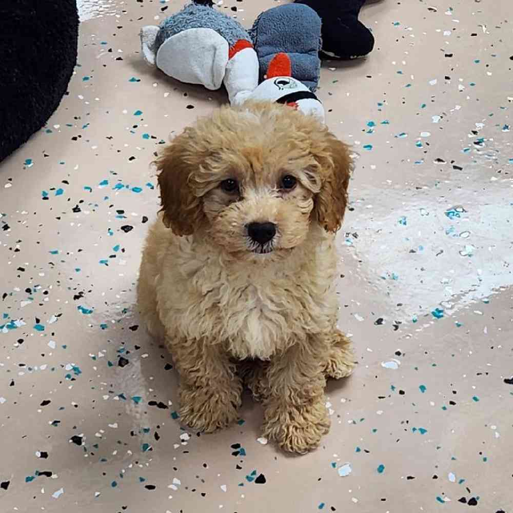 Male Havapoo Puppy for Sale in Virginia Beach, VA