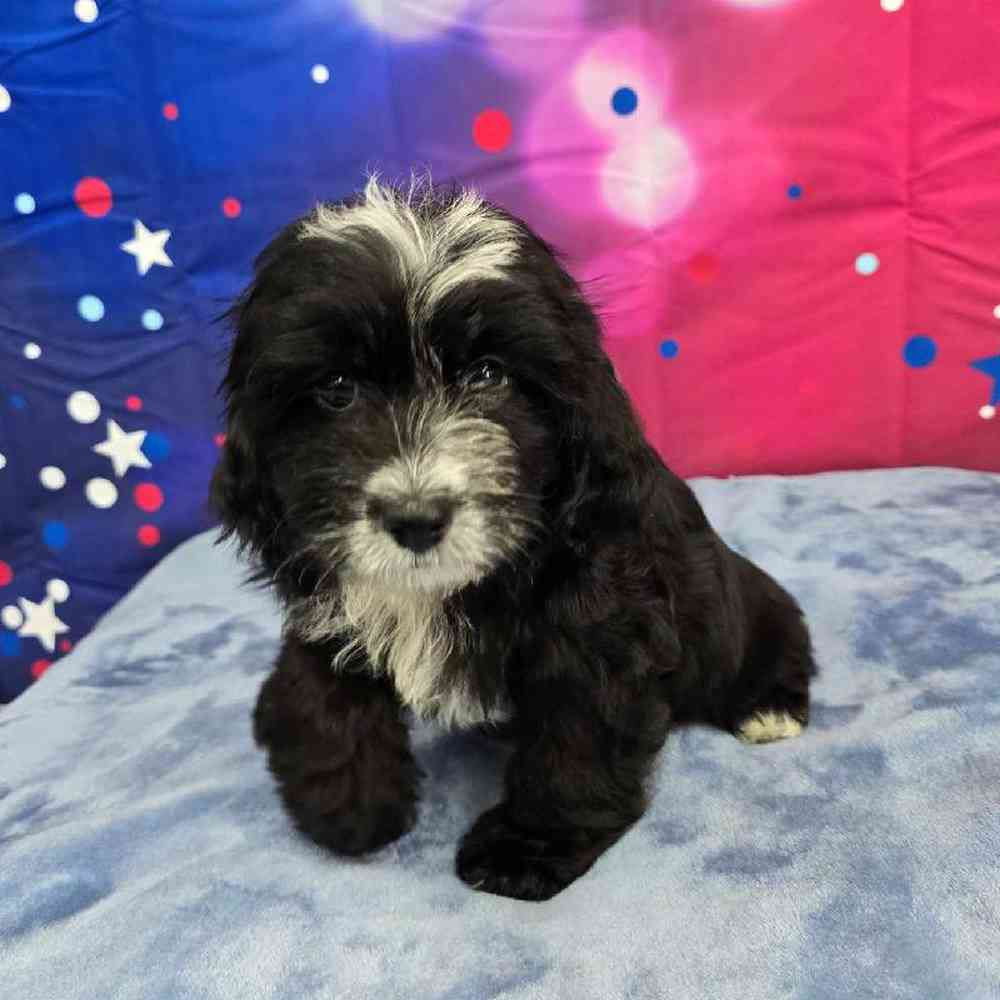 Female Shipoo Puppy for Sale in Virginia Beach, VA