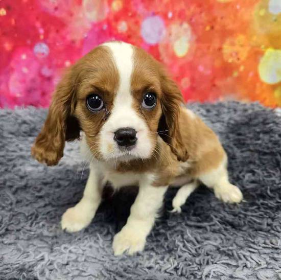 Cavalier King Charles Spaniel
