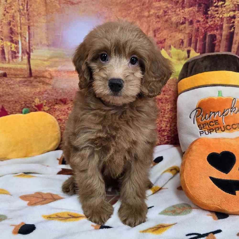 Male Mini Goldendoodle Puppy for Sale in Virginia Beach, VA