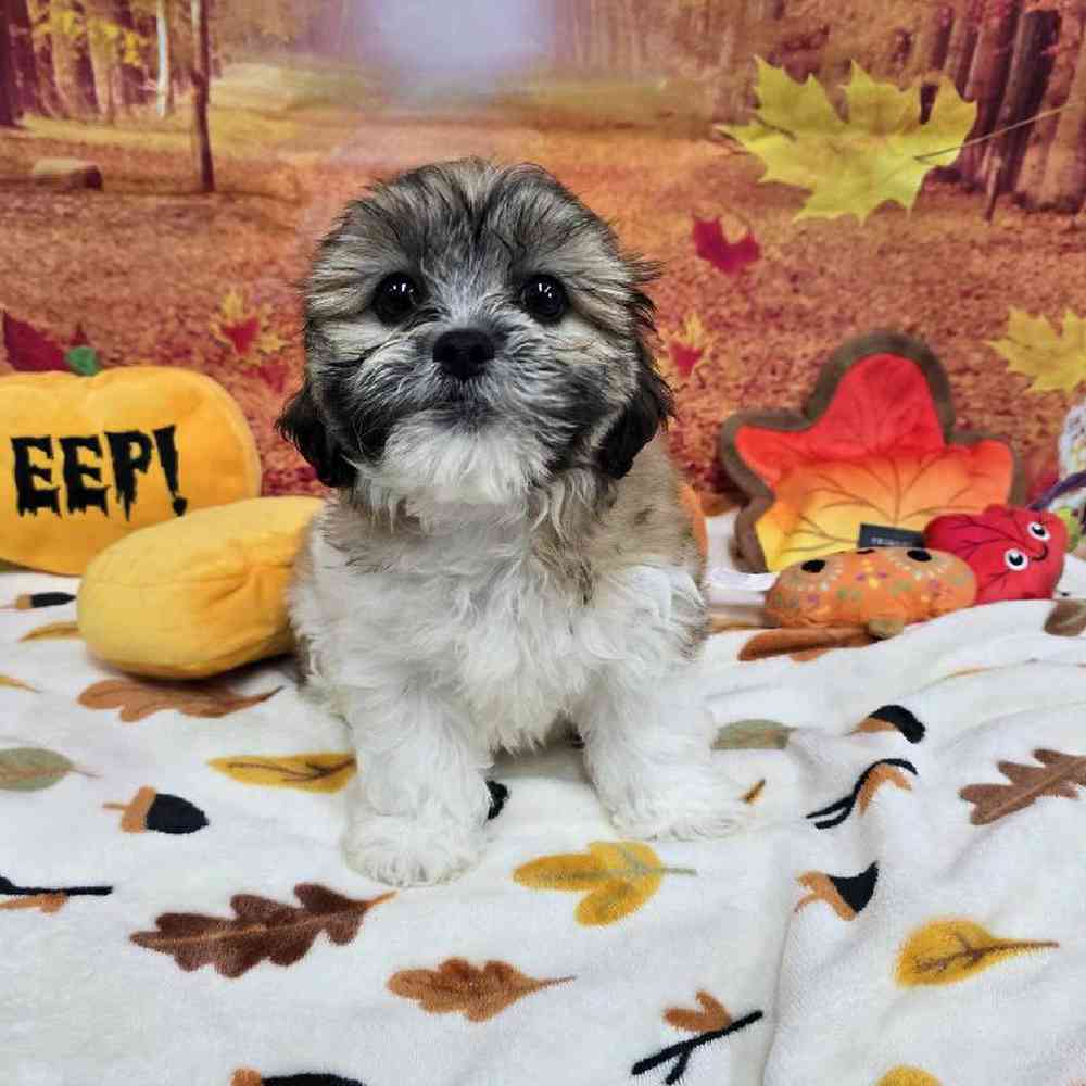 Female Teddy Bear Puppy for Sale in Virginia Beach, VA