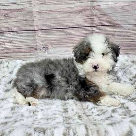 Mini Bernadoodle