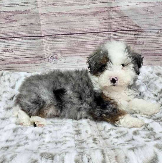 Mini Bernadoodle