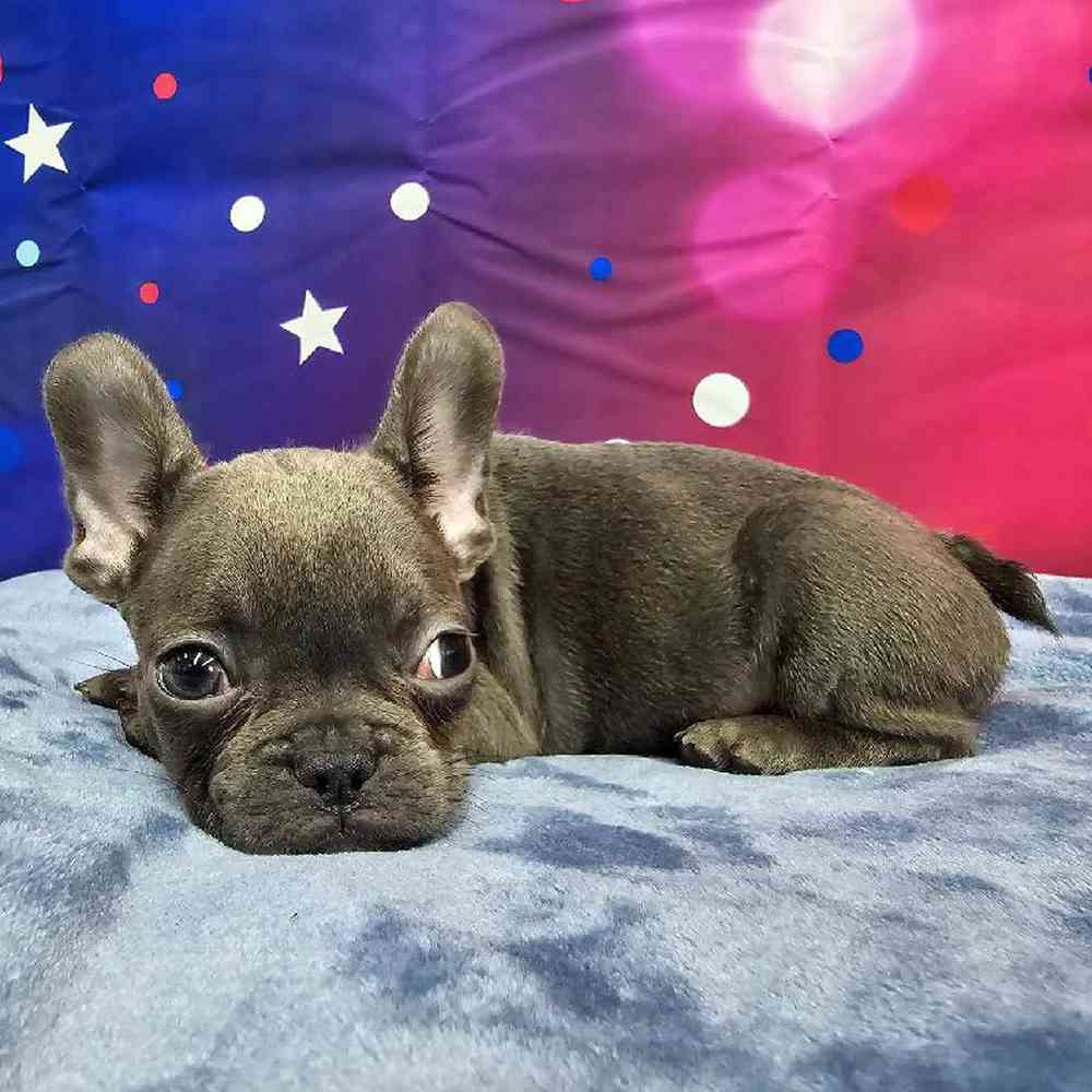 Female French Bulldog Puppy for Sale in Virginia Beach, VA