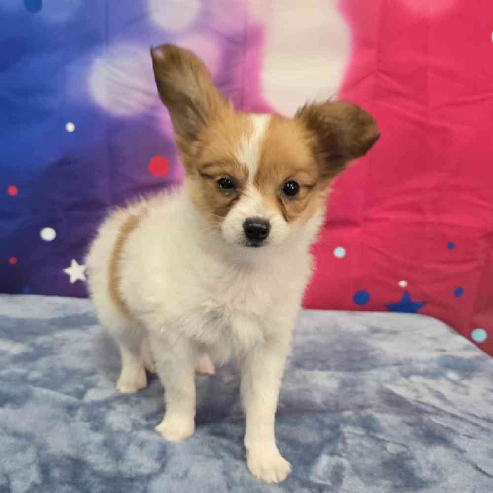 Female Papillon Puppy for Sale in Virginia Beach, VA