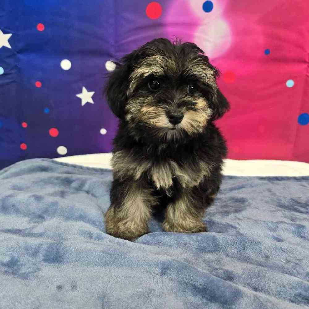 Female Havapoo Puppy for Sale in Virginia Beach, VA