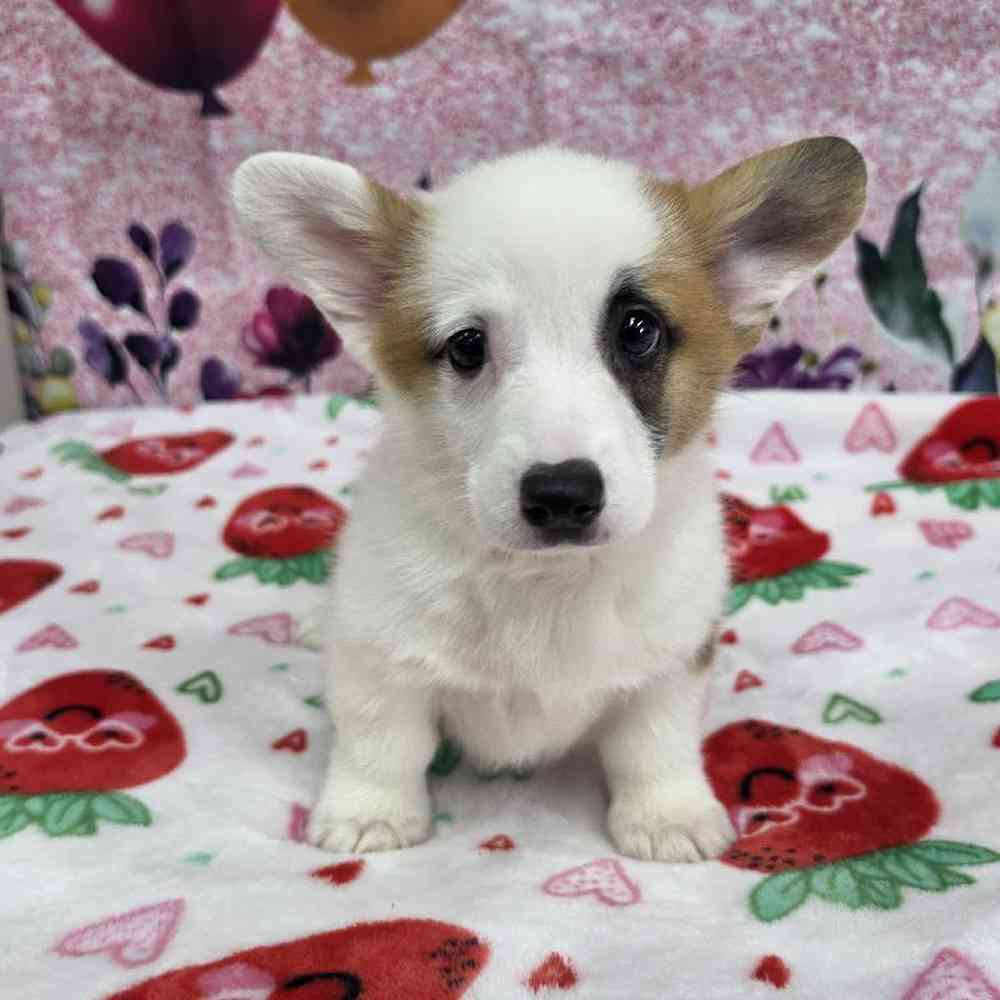 carousel pet images