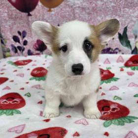 Pembroke Welsh Corgi