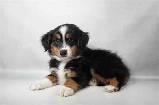 Mini Aussie