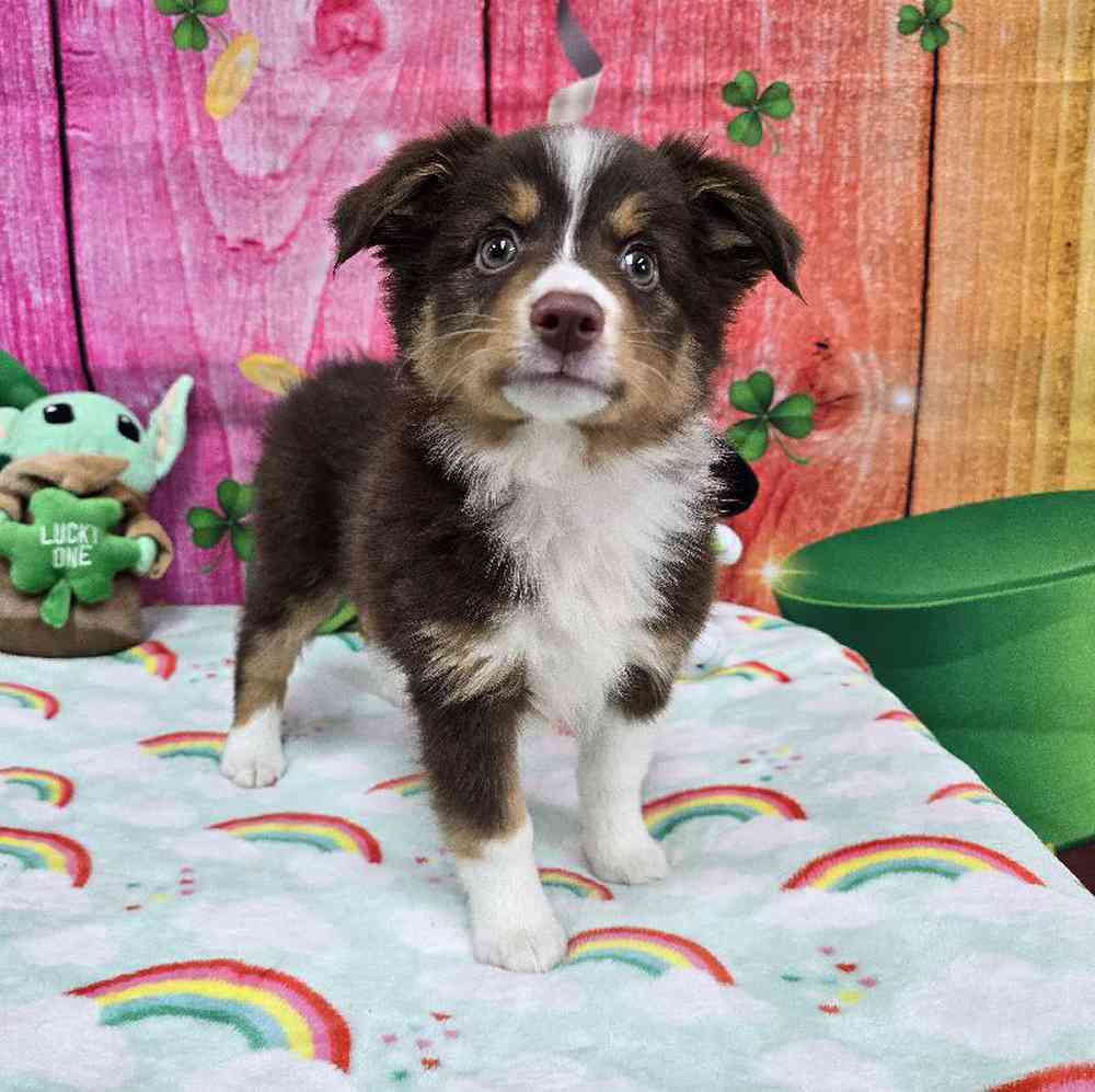 Female Toy Australian Shepherd Puppy for Sale in Virginia Beach, VA