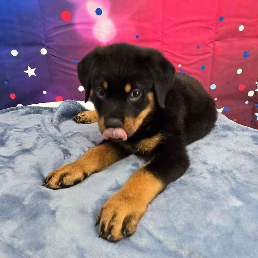 Male Rottweiler Puppy for Sale in Virginia Beach, VA