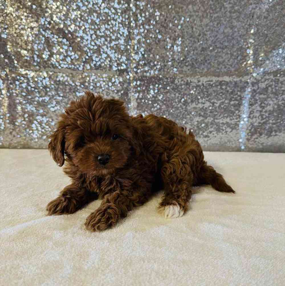 carousel pet images