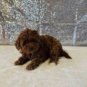 Cavapoo