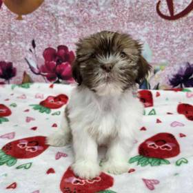 Shih Tzu