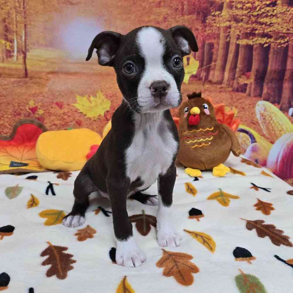 Male Boston Terrier Puppy for Sale in Virginia Beach, VA