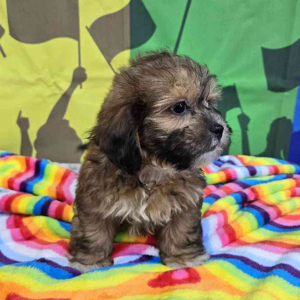 Male Shipoo Puppy for Sale in Virginia Beach, VA