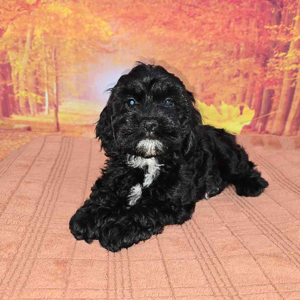 Male Cockapoo Puppy for Sale in Virginia Beach, VA