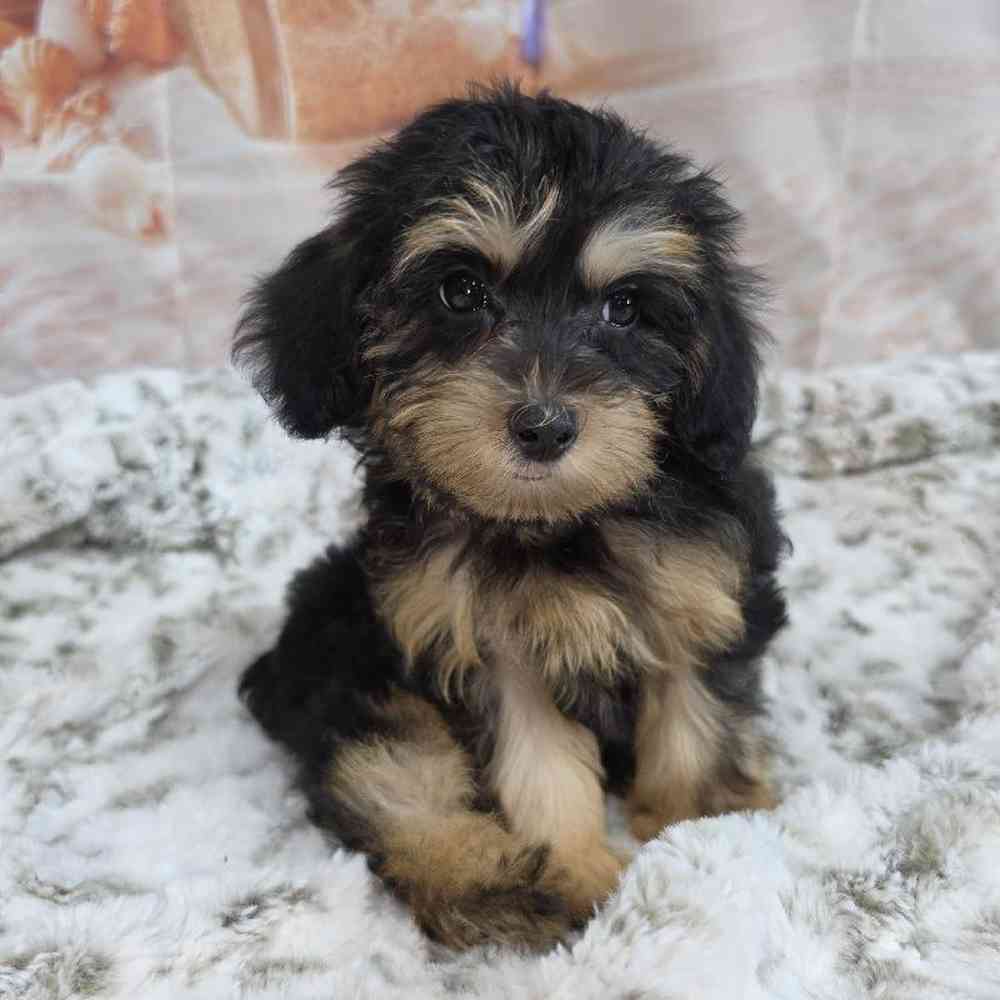 Female Yorkie-Poo Puppy for Sale in Virginia Beach, VA