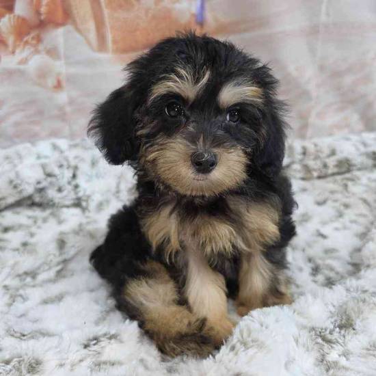 Yorkie-Poo