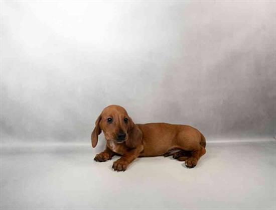 Dachshund