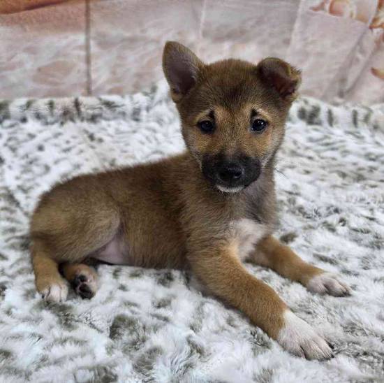 Shiba Inu
