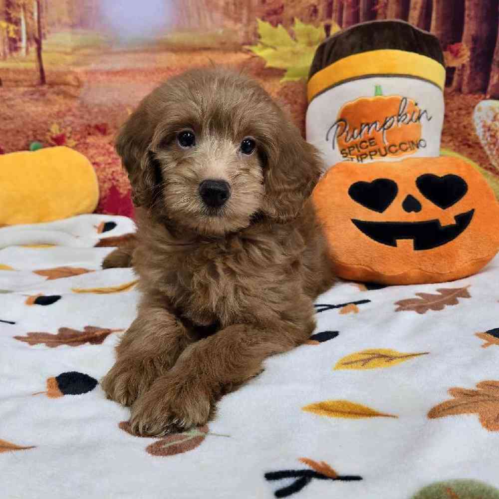 Male Mini Goldendoodle Puppy for Sale in Virginia Beach, VA