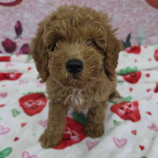 Mini Goldendoodle