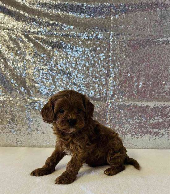 Cavapoo