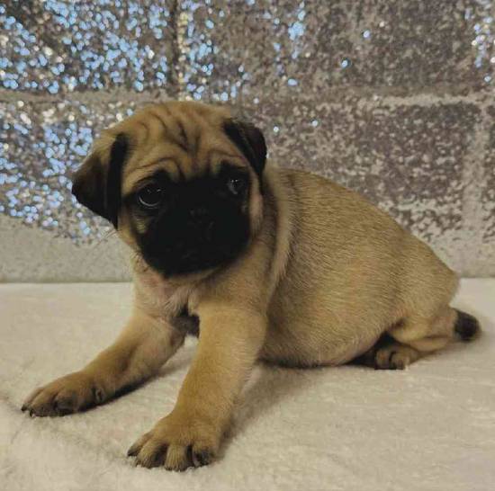 Pug