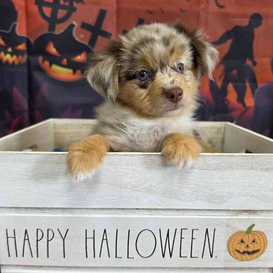 Toy Australian Shepherd 