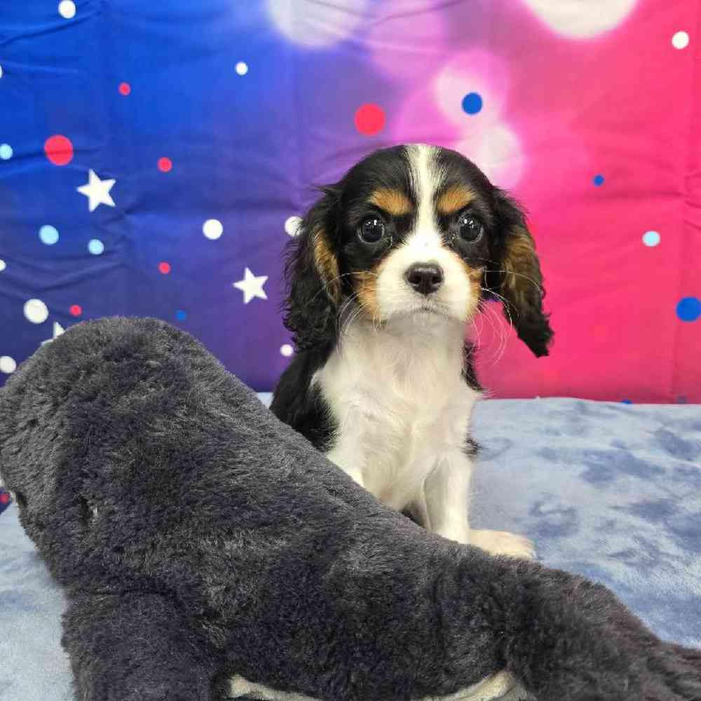 Male Cavalier King Charles Spaniel Puppy for Sale in Virginia Beach, VA