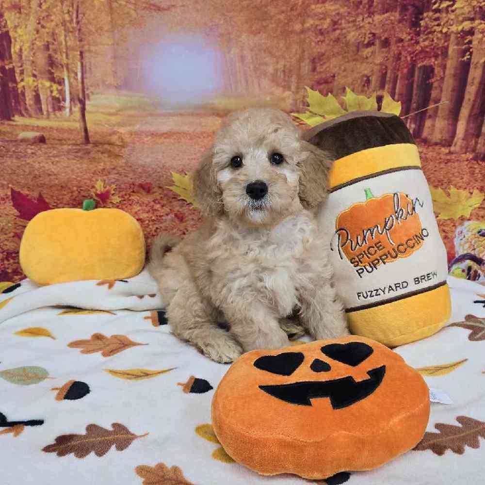 Male Mini Goldendoodle Puppy for Sale in Virginia Beach, VA