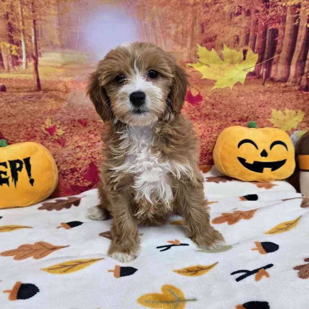 Female Mini Goldendoodle Puppy for Sale in Virginia Beach, VA