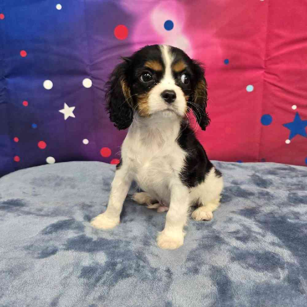 Male Cavalier King Charles Spaniel Puppy for Sale in Virginia Beach, VA