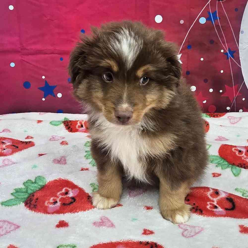 Male Toy Australian Shepherd  Puppy for Sale in Virginia Beach, VA