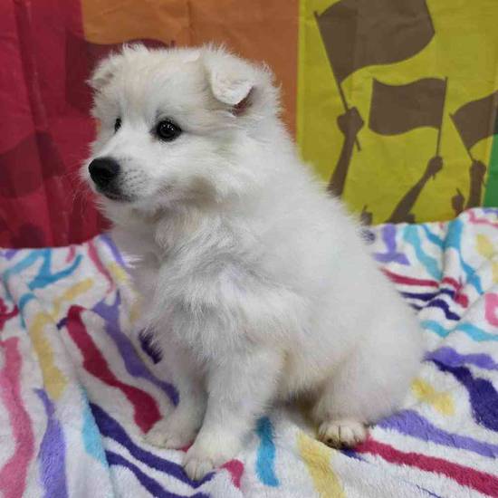 American Eskimo