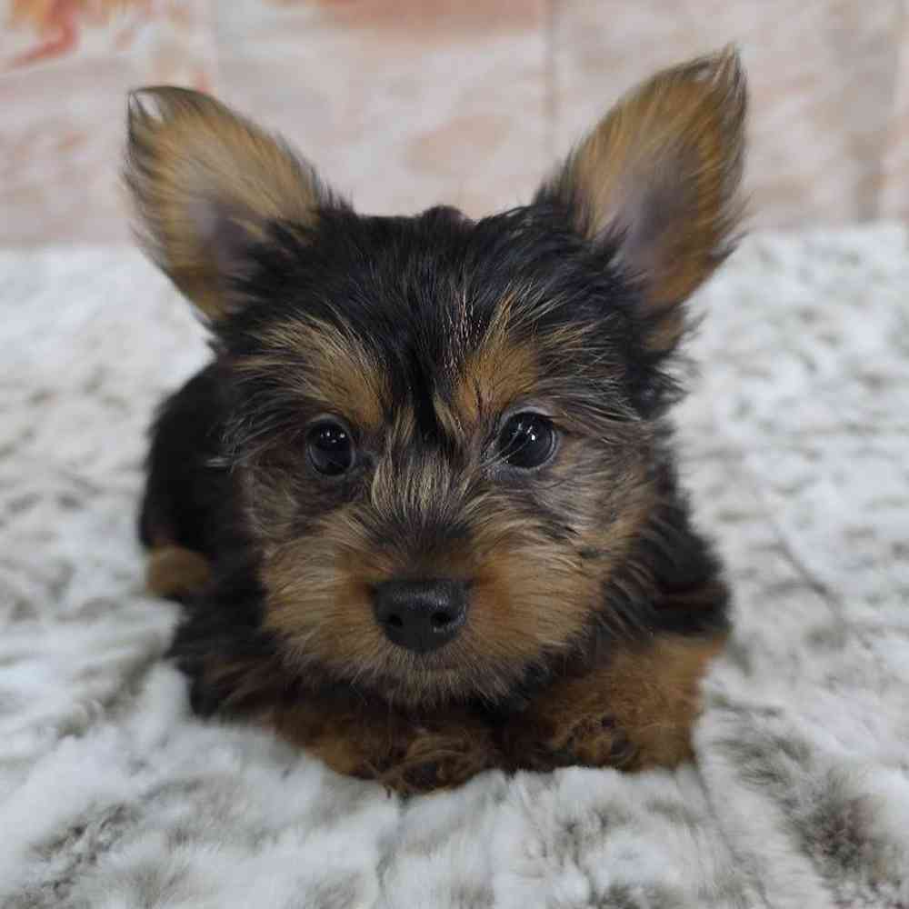 Male Yorkie Puppy for Sale in Virginia Beach, VA