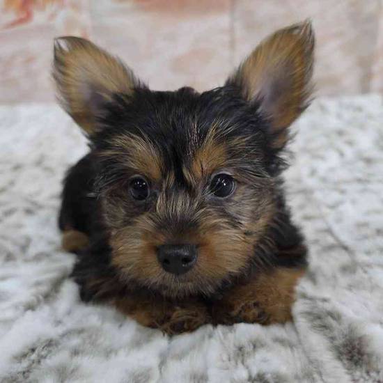 Yorkie