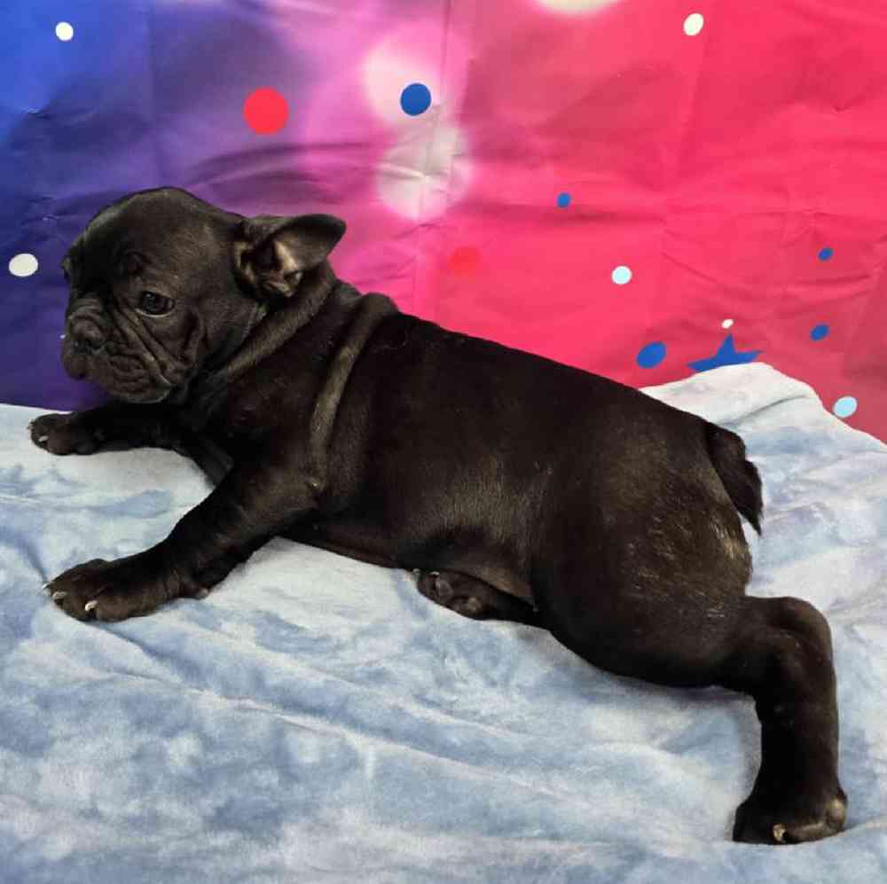 Female French Bulldog Puppy for Sale in Virginia Beach, VA
