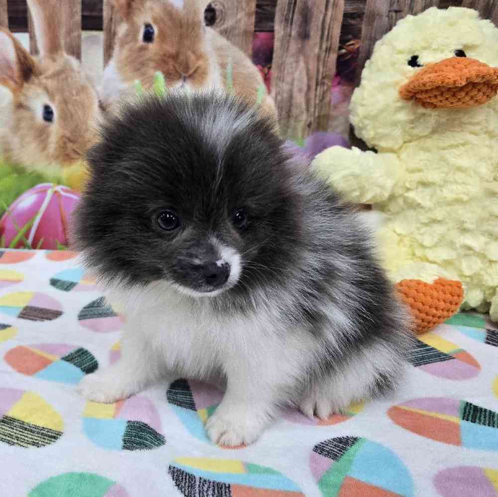 Male Pomeranian Puppy for Sale in Virginia Beach, VA