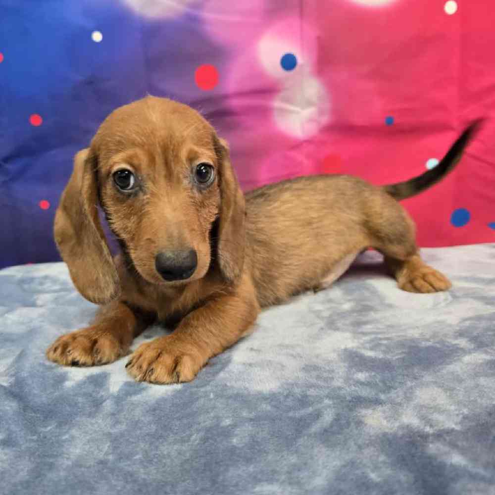 Male Dachshund Puppy for Sale in Virginia Beach, VA