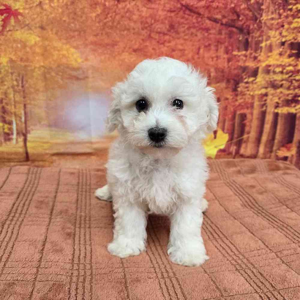 Male Bichon Puppy for Sale in Virginia Beach, VA