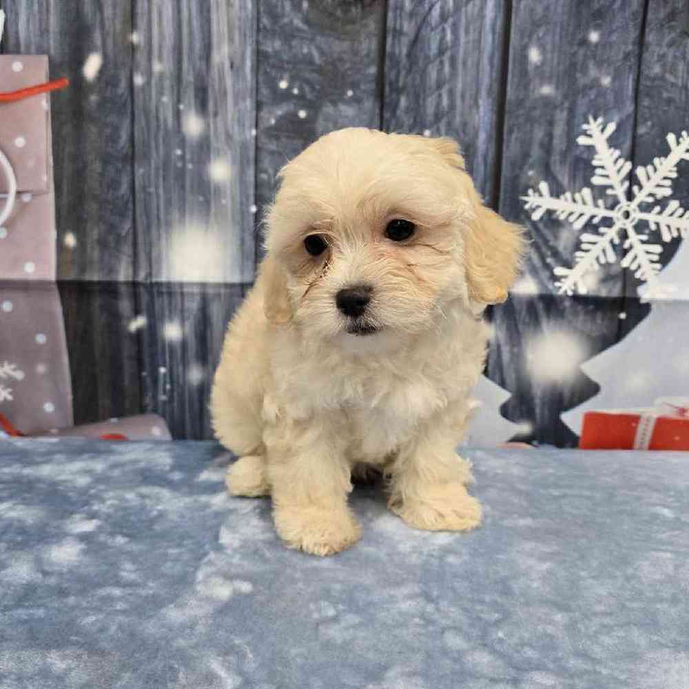 Female Teddy Bear Puppy for Sale in Virginia Beach, VA