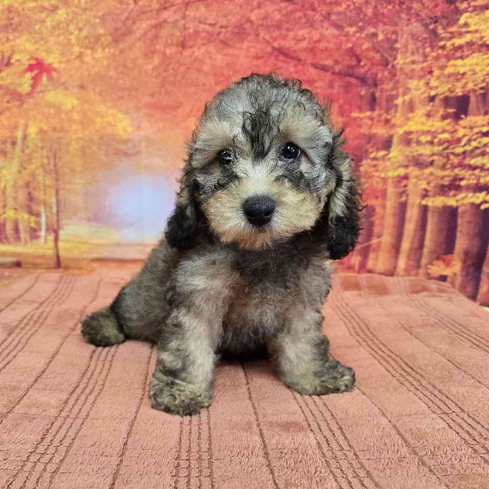 Male Cockapoo Puppy for Sale in Virginia Beach, VA