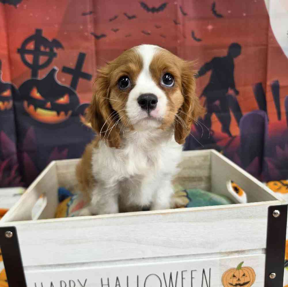 Female Cavalier King Charles Spaniel Puppy for Sale in Virginia Beach, VA