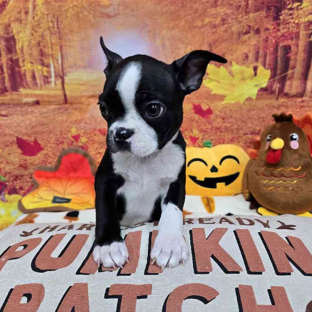 Male Boston Terrier Puppy for Sale in Virginia Beach, VA