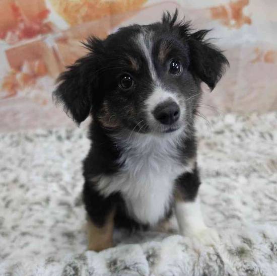 Mini Aussie